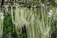 Usnea Double Extraction Tincture